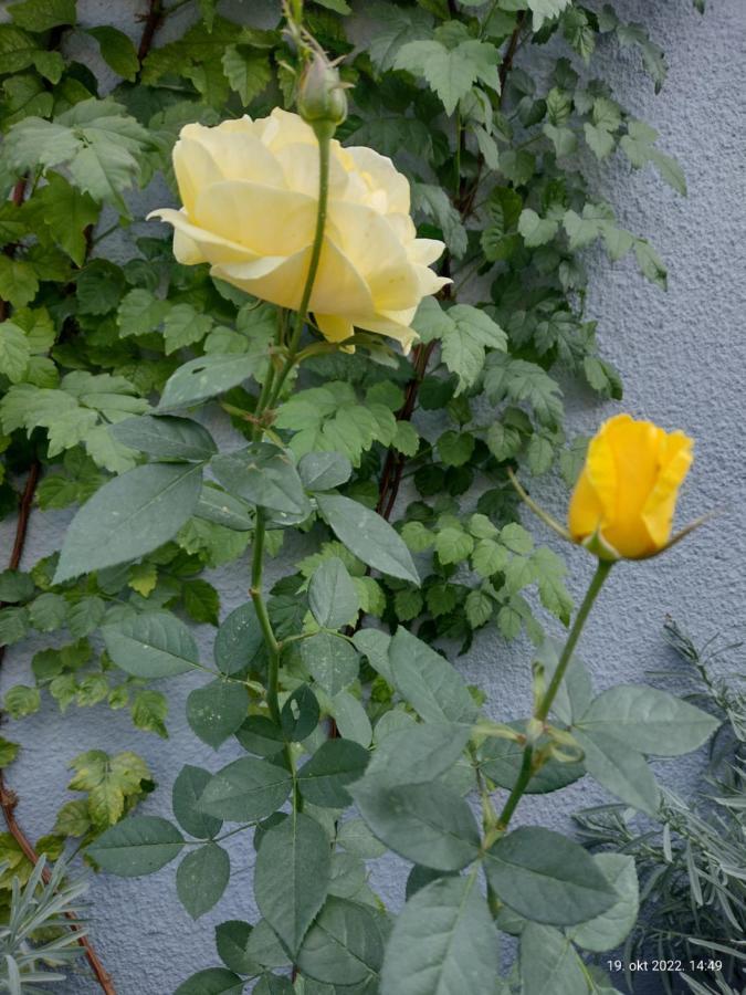 Apartmani Domo Sd Smederevo Buitenkant foto